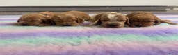 Cocker Spaniel dogs for sale: KC REG SHOW TYPE COCKER SPANIELS - Advert 16