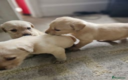Labrador Retriever dogs for sale: Miss Danielle carter - Image 7