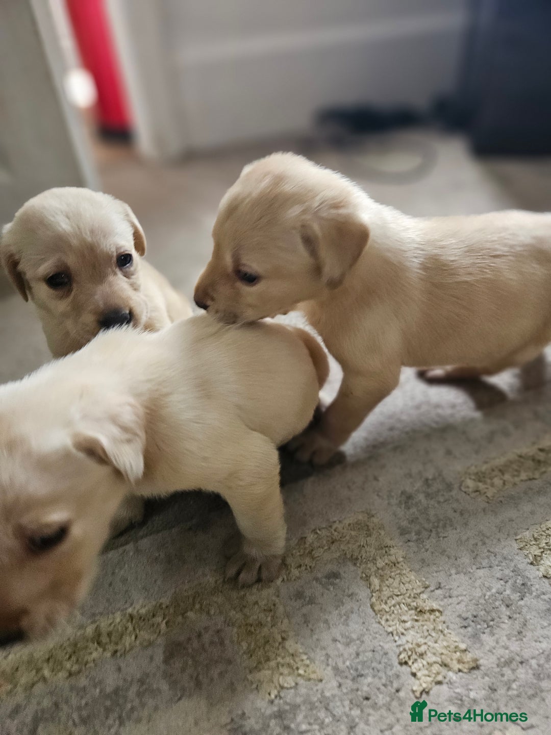 Labrador Retriever dogs for sale: Miss Danielle carter - Image 7
