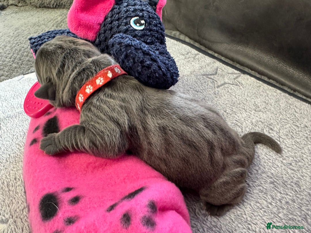 Neapolitan Mastiff dogs for sale: Neapolitan mastiff puppies  - Image 30
