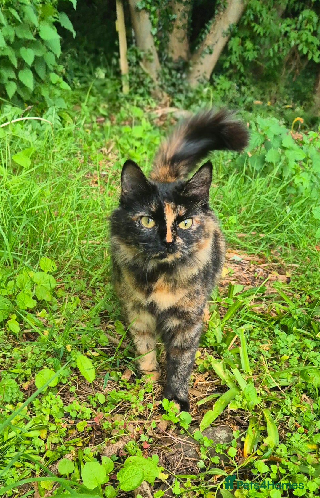 Mixed Breed cats for sale: 😺 VERY FRIENDLY KITTENS 😺 - Advert 3