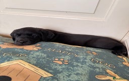 Labrador Retriever dogs for sale: 6 x Beautiful Black Labrador Puppies for sale. - Image 9