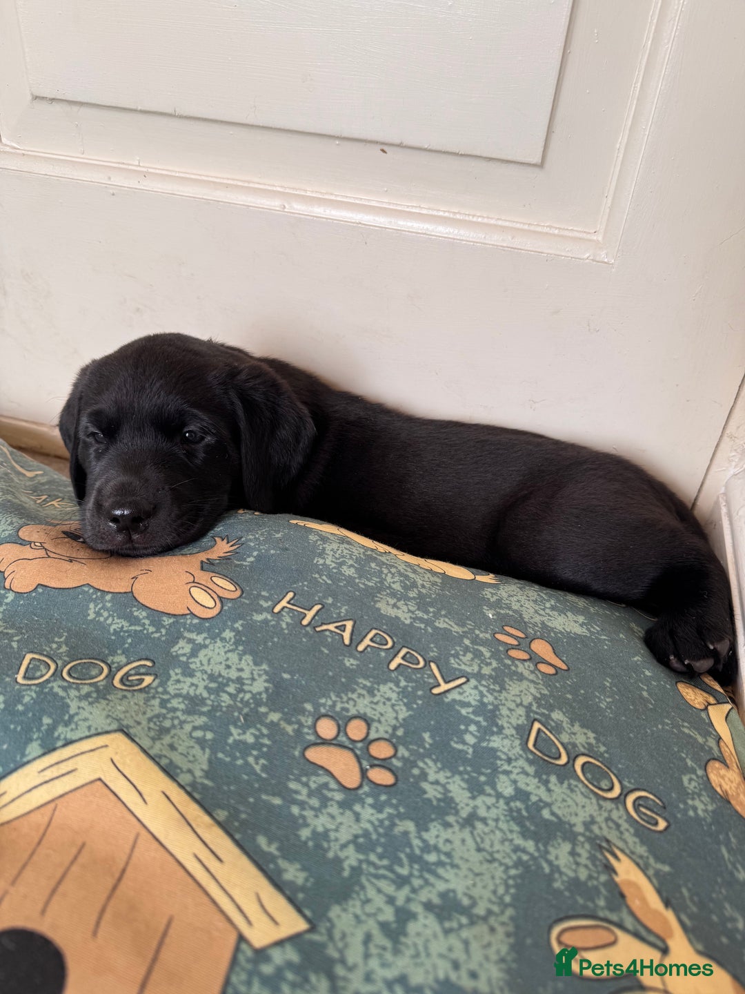 Labrador Retriever dogs for sale: 6 x Beautiful Black Labrador Puppies for sale. - Image 9