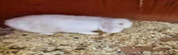 Mini Lion Lop rabbits for sale: Little lady looking for new home..  - Advert 4
