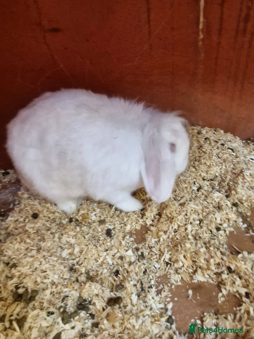 Mini Lion Lop rabbits for sale: Little lady looking for new home..  - Advert 4