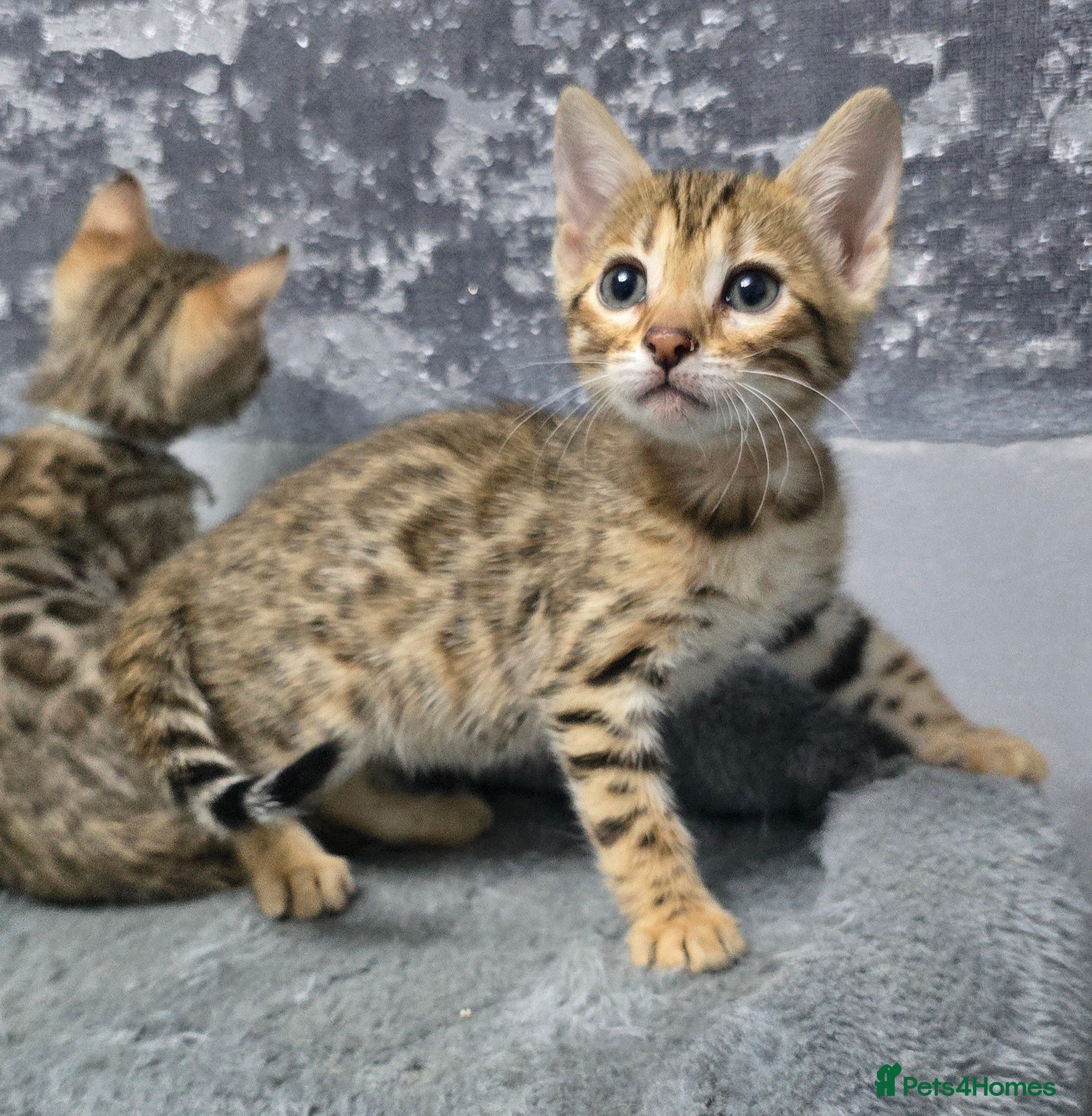 Bengal cats Ready from middle May..TICA girl and boy - Advert 2