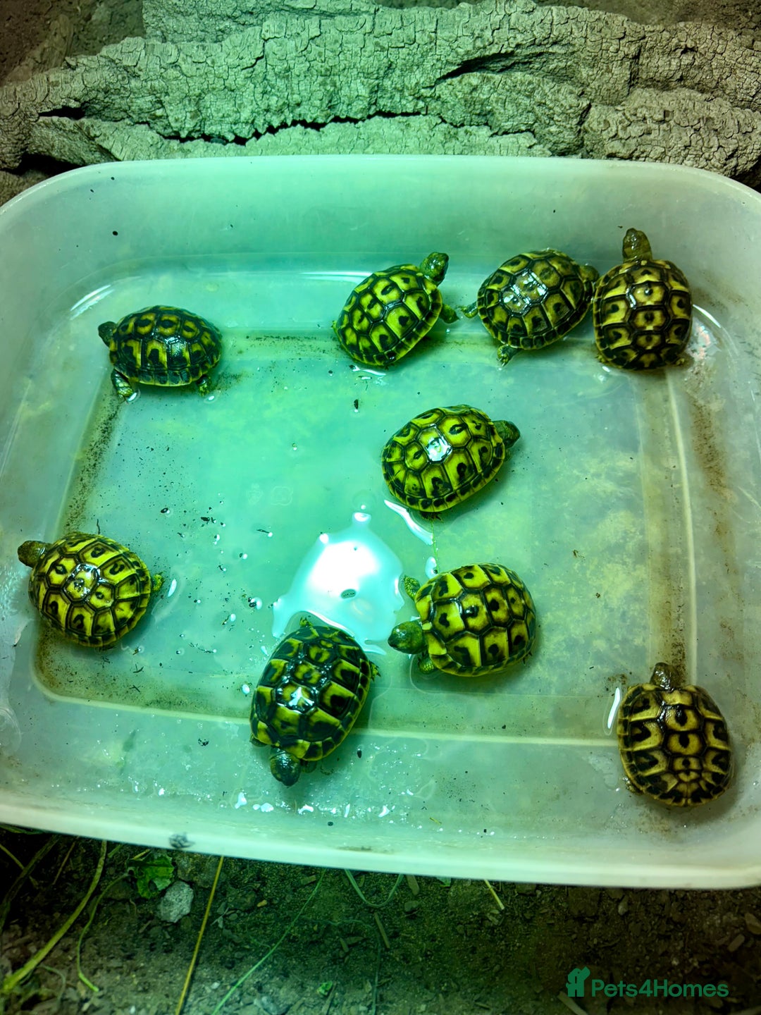 Tortoise reptiles for sale: Western Hermanns -Testudo Hermanni Hermanni - Image 7
