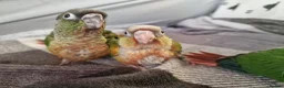 Conures birds for sale: Beautiful fully hand reared conures  - Advert 5
