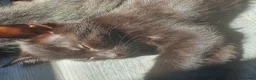 British Shorthair cats for sale: Pure Black British Shorthair Kittens in Dudley - Advert 5