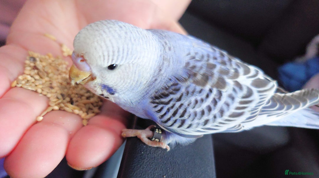 Budgerigars birds for sale: Hand reared silly tame baby budgies  - Image 34