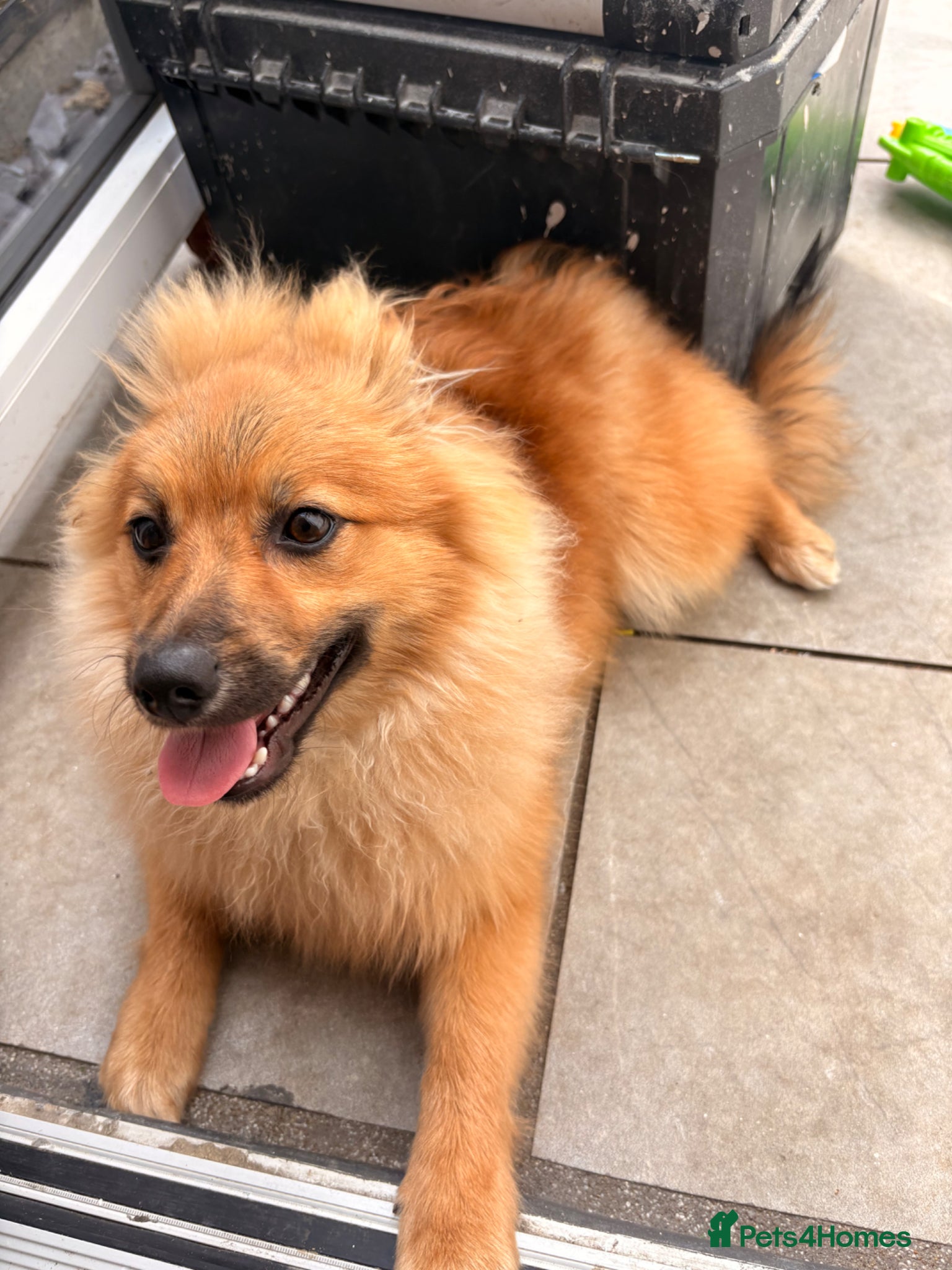 Pomeranian dogs for sale: Pomeranian for sale  - Advert 4