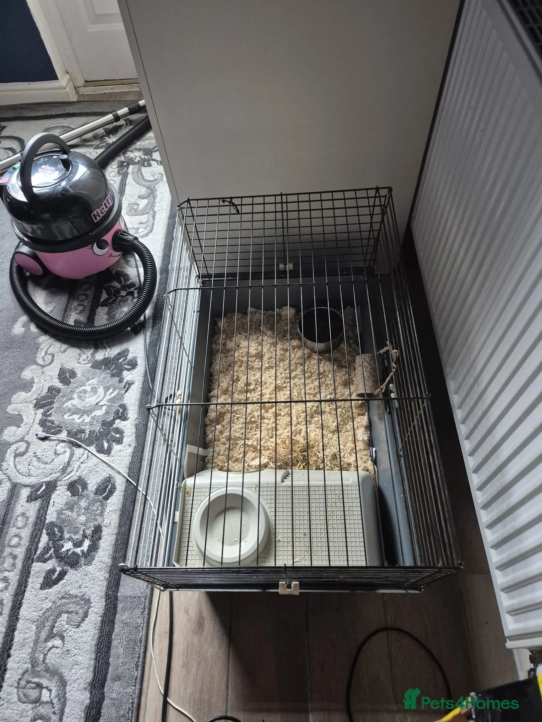 Guinea Pig rodents for sale: Complete set up guinea pig. in Telford - Advert 2