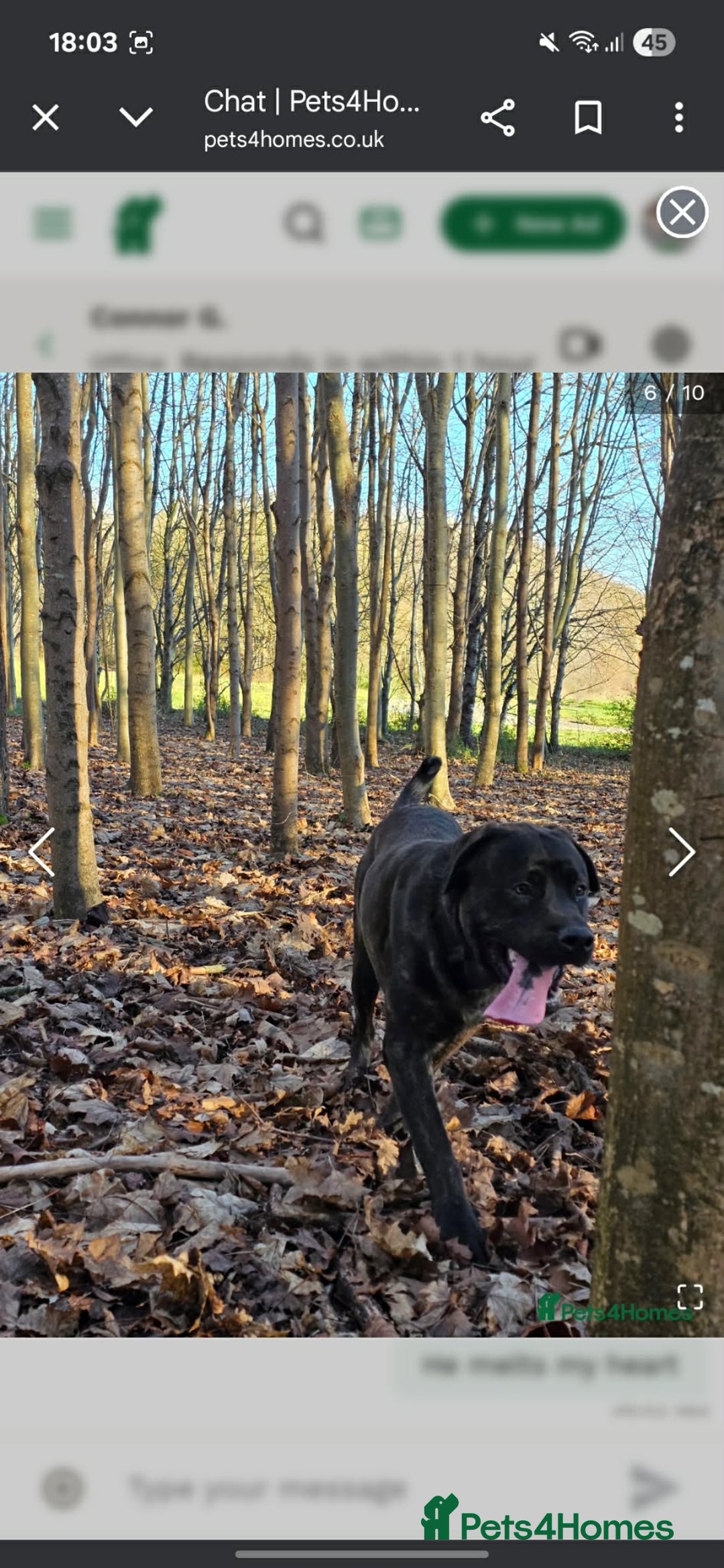 Mixed Breed dogs for sale: Tank  - Advert 4