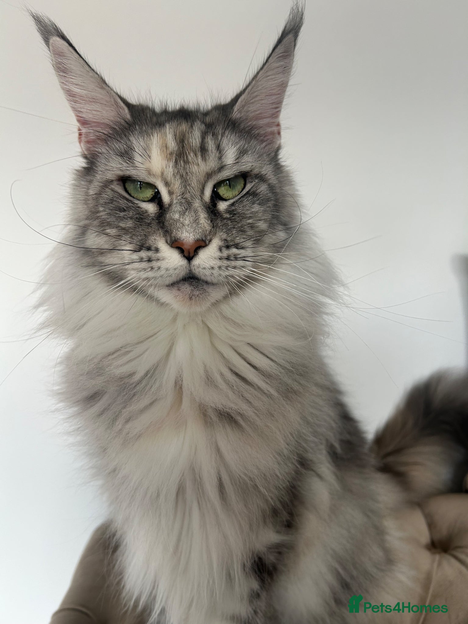 Maine Coon cats MaineCoon kittens - Advert 1