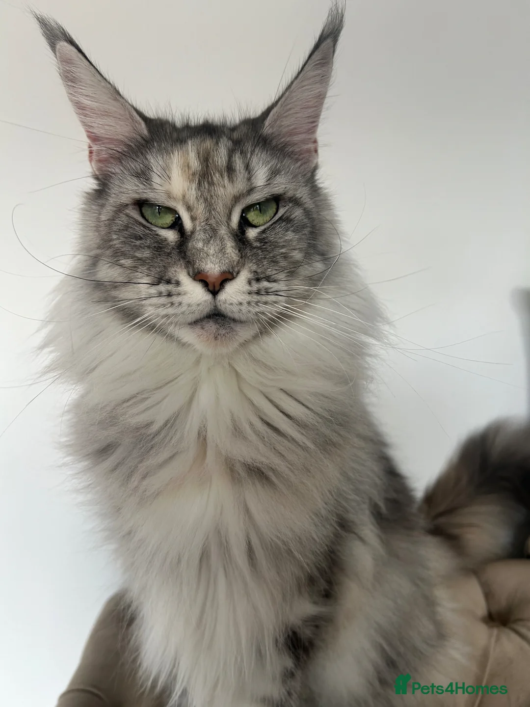 Maine Coon cats for sale: MaineCoon kittens in London - Advert 1