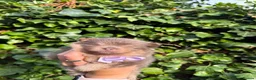 Pomeranian dogs for sale: KC micro Russian bloodlines Pomeranian puppies - Advert 13