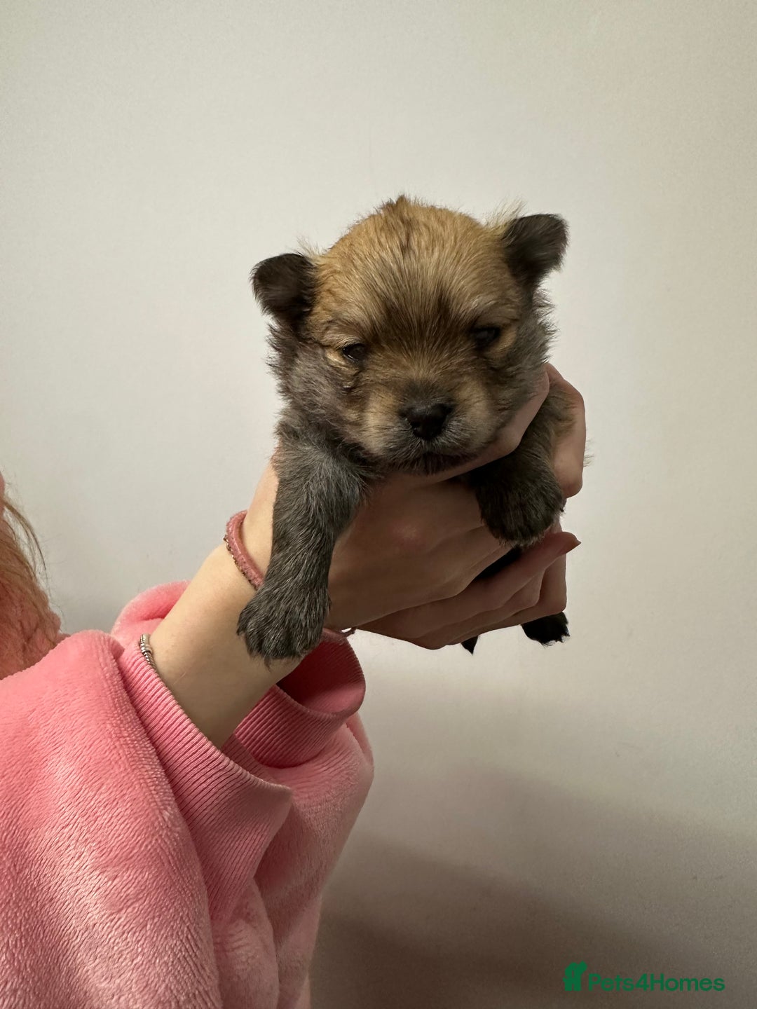 Pomeranian dogs for sale: GORGEOUS POMERANIAN PUPPIES 🐶🐶🐶🐶🐶 - Advert 25