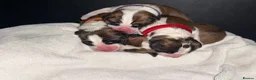 Saint Bernard dogs for sale: Saint Bernard puppies  in Cleethorpes - Advert 28