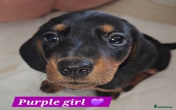 Miniature Dachshund dogs for sale:  Miniature Dachshunds ready to go Friday 19th Sept - Image 7