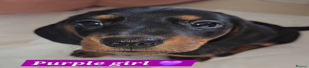 Purple girl