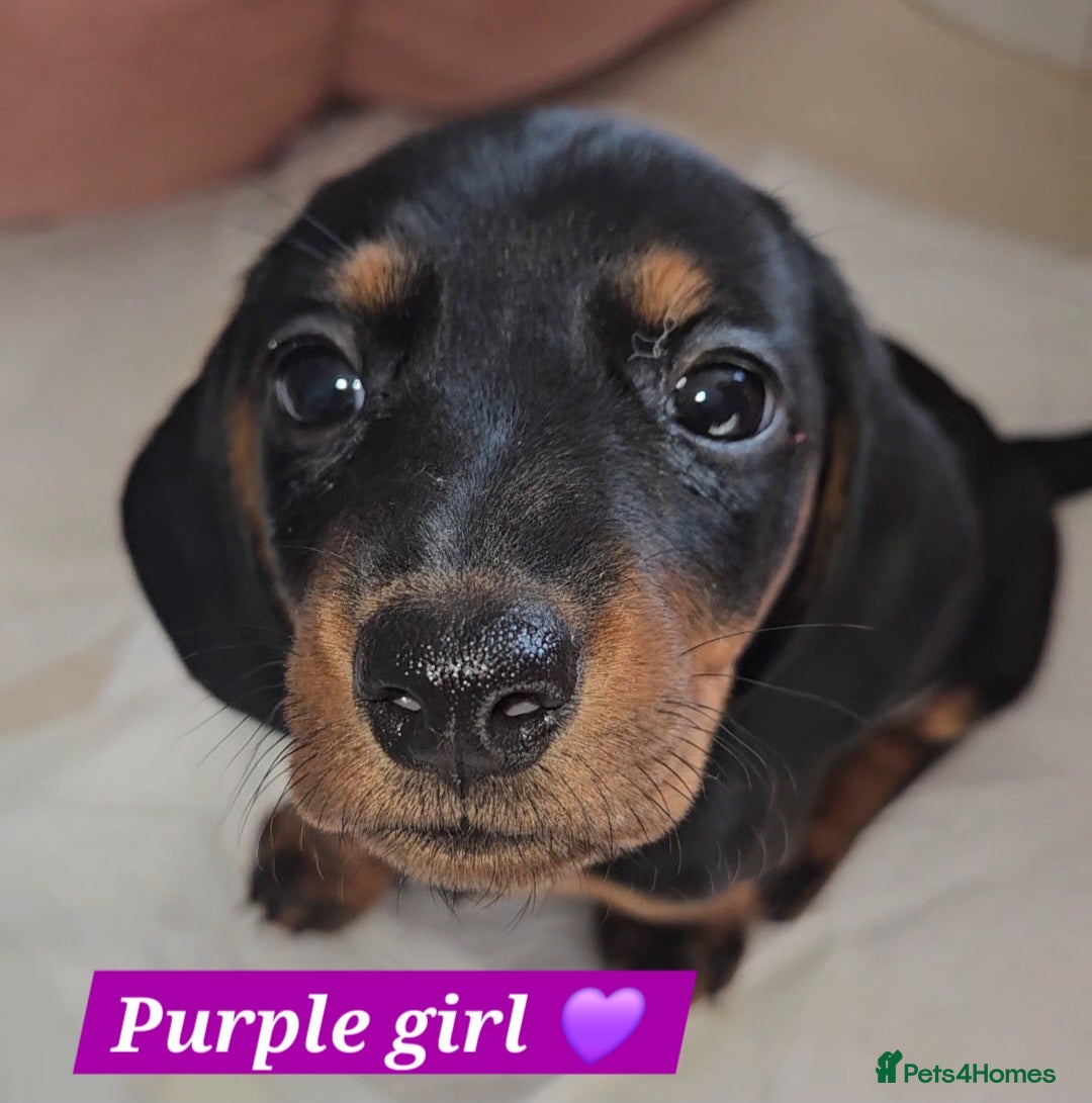 Miniature Dachshund dogs for sale:  Miniature Dachshunds ready to go Friday 19th Sept - Image 7