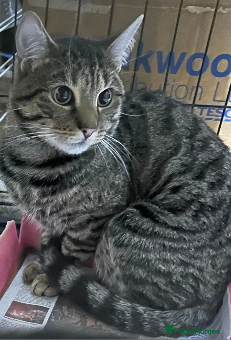 Mixed Breed cats Sweet girl Amelia looking for her forever home - Advert 2