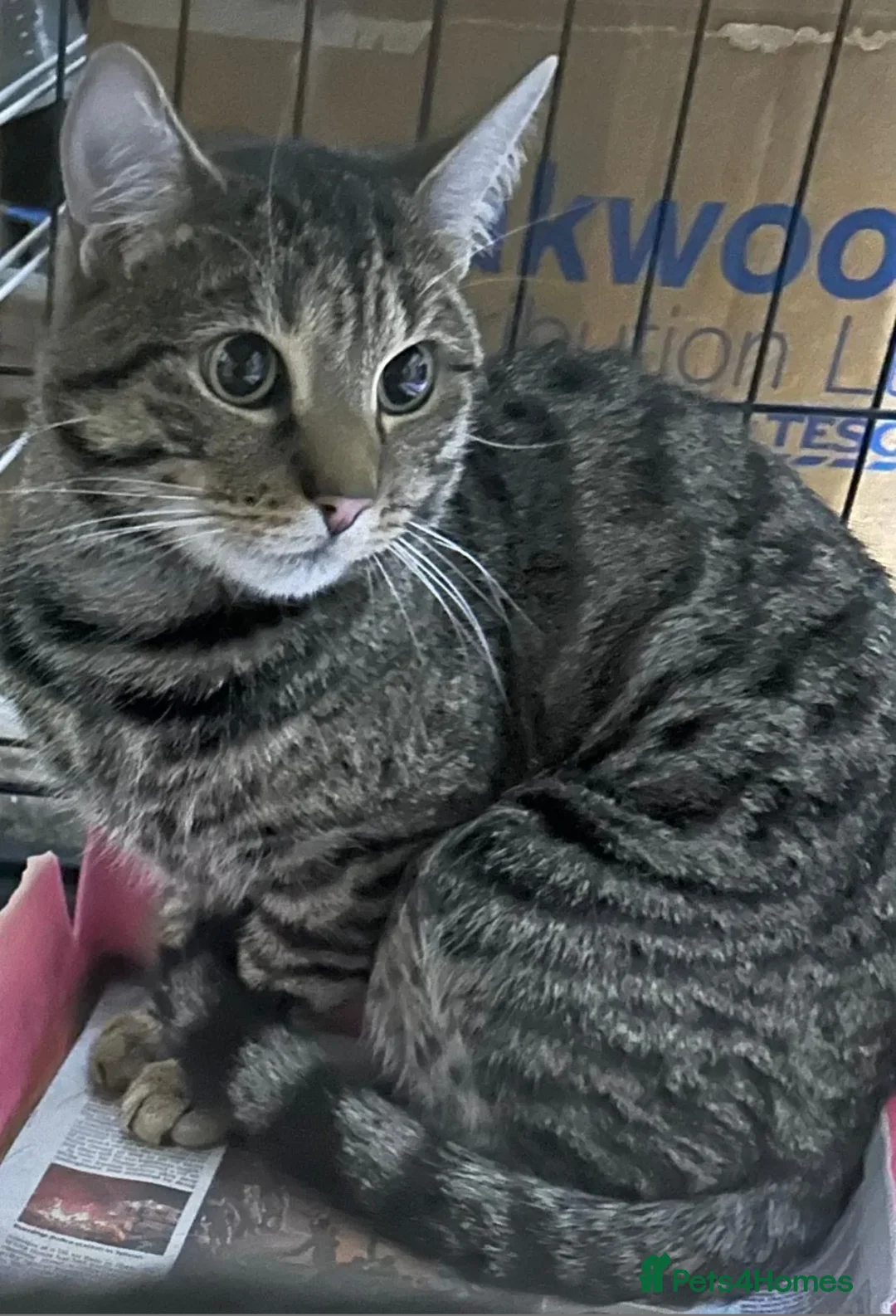 Mixed Breed cats for adoption: Sweet girl Amelia looking for her forever home in Hook - Advert 1