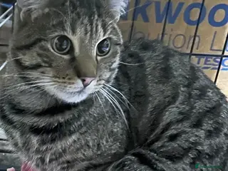 Mixed Breed cats Sweet girl Amelia looking for her forever home - Advert 2