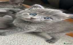 Russian Blue cats for sale: Russian blue kittens cross - Image 16