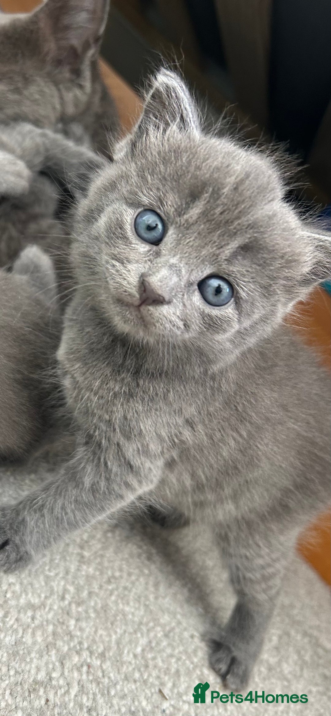 Russian Blue cats for sale: Russian blue kittens cross - Image 16