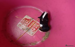 Guinea Pig rodents for sale: guinea pigs baby's and a adult female  - Image 8