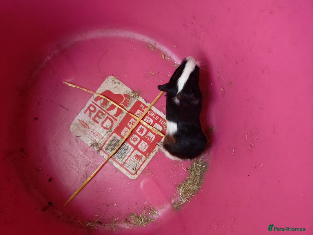 Guinea Pig rodents for sale: guinea pigs baby's and a adult female  - Image 8