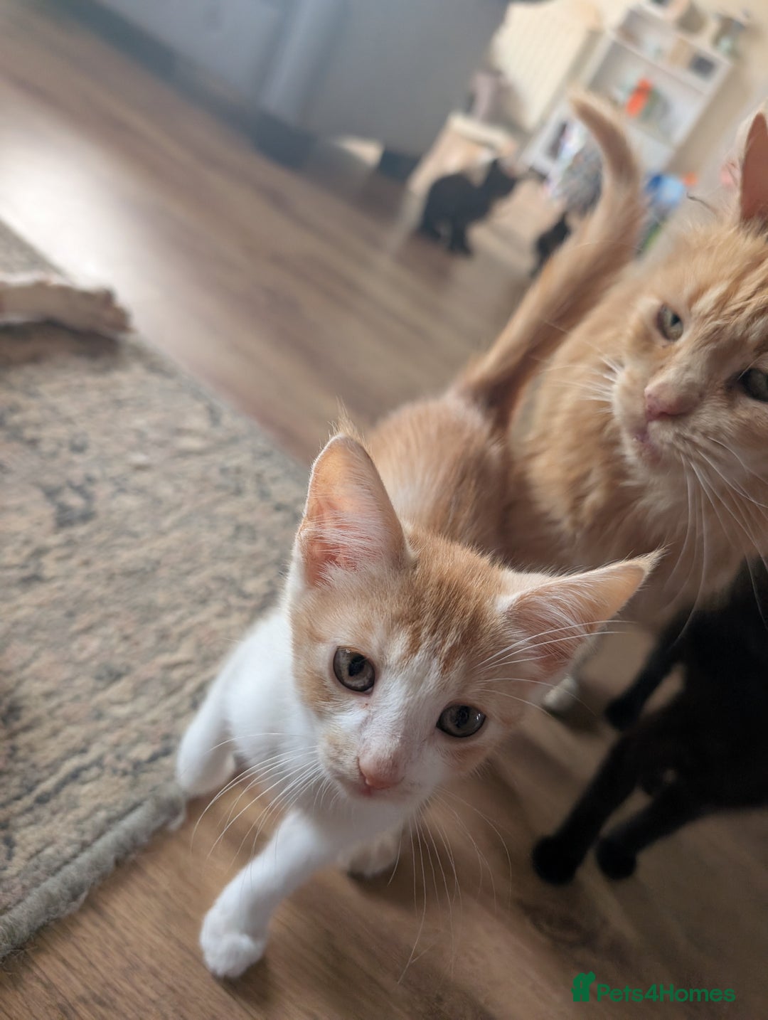 Mixed Breed cats for sale: Cross mainecoon kittens  - Image 2