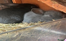 Mixed Breed rabbits for sale: Gorgeous bunnies grey, black - Image 5