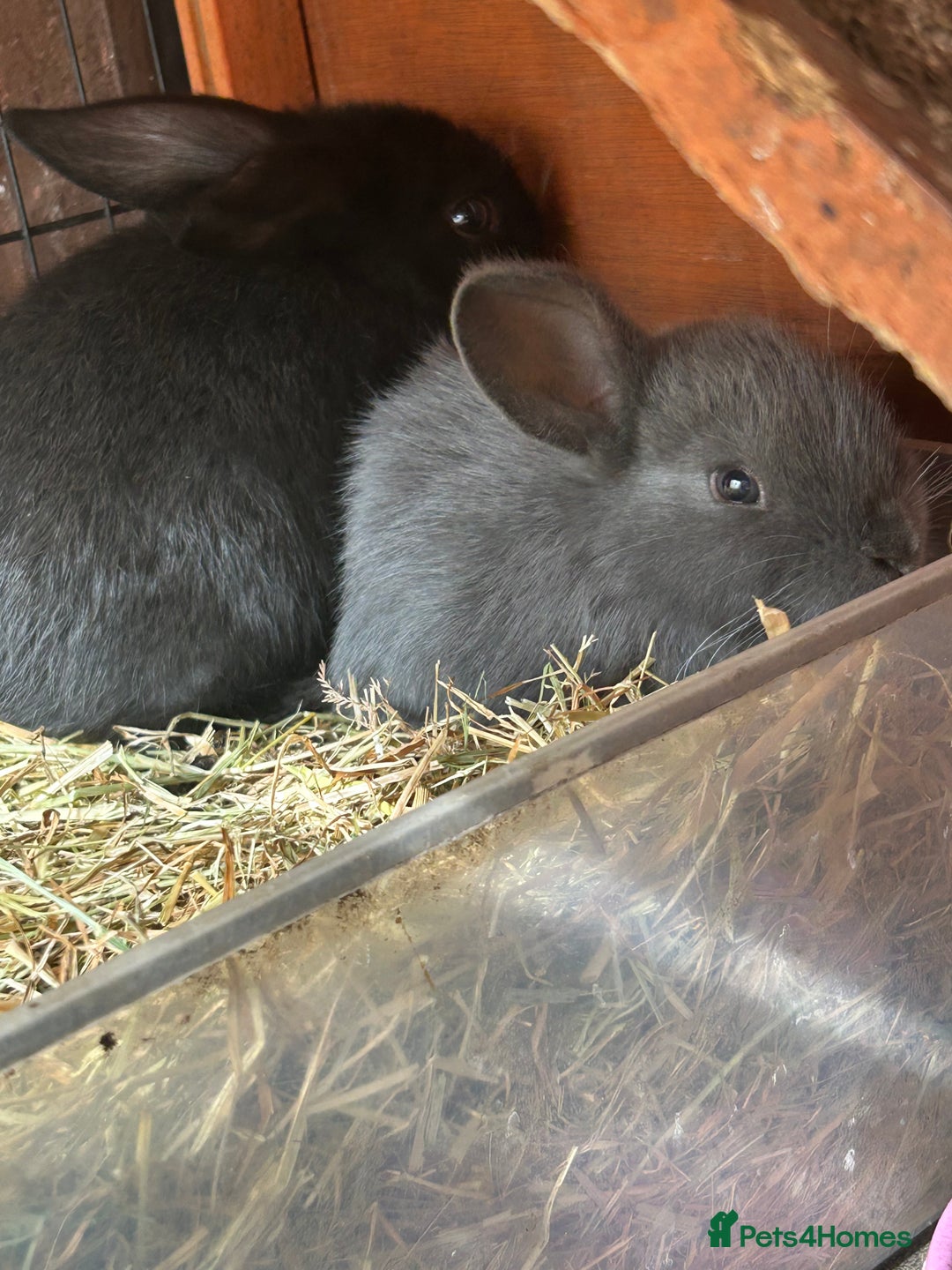 Mixed Breed rabbits for sale: Gorgeous bunnies grey, black - Image 5