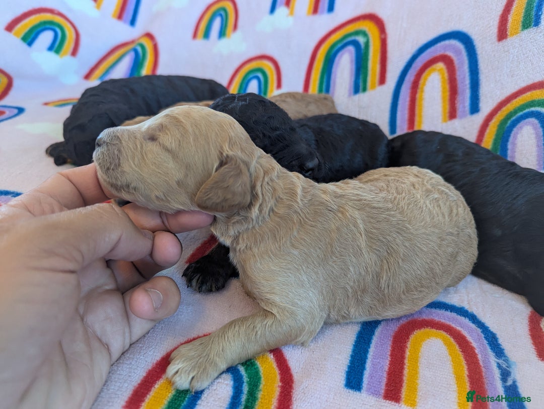 Miniature Poodle dogs for sale: Stunning Red & Phantom Miniature/Moyen Poodles - Image 11