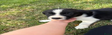 Border Collie boy 1