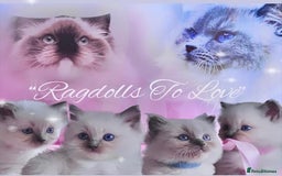 Ragdoll cats for sale: Champion blood dilute blue tabby ragdoll kitten - Image 29