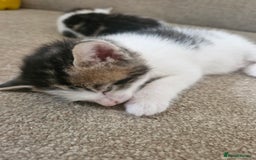 Mixed Breed cats for sale: 🐾 Rory & Charlie – Bengal Mix Boys 🐾 - Image 9