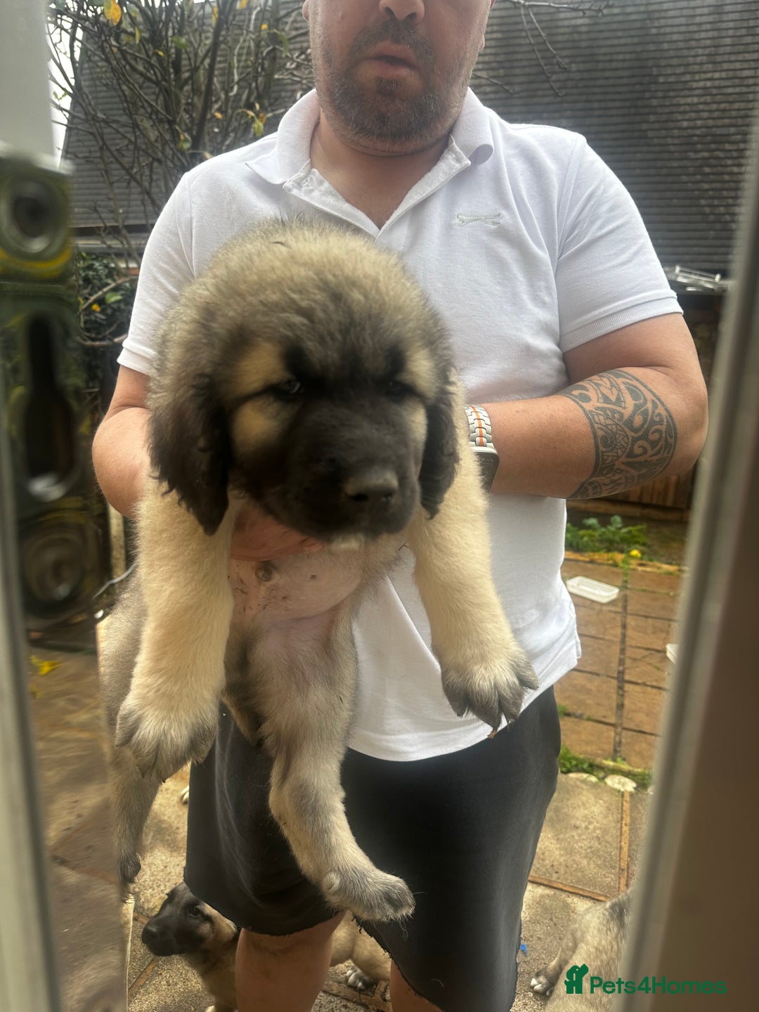 Turkish Kangal dogs for sale: TURKISH KANGAL PUPPIES  - Advert 12