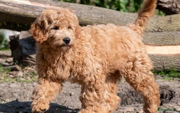 Mini Goldendoodle dogs for sale: F1b Mini Goldendoodle Waiting List - Early 2026 - Image 7