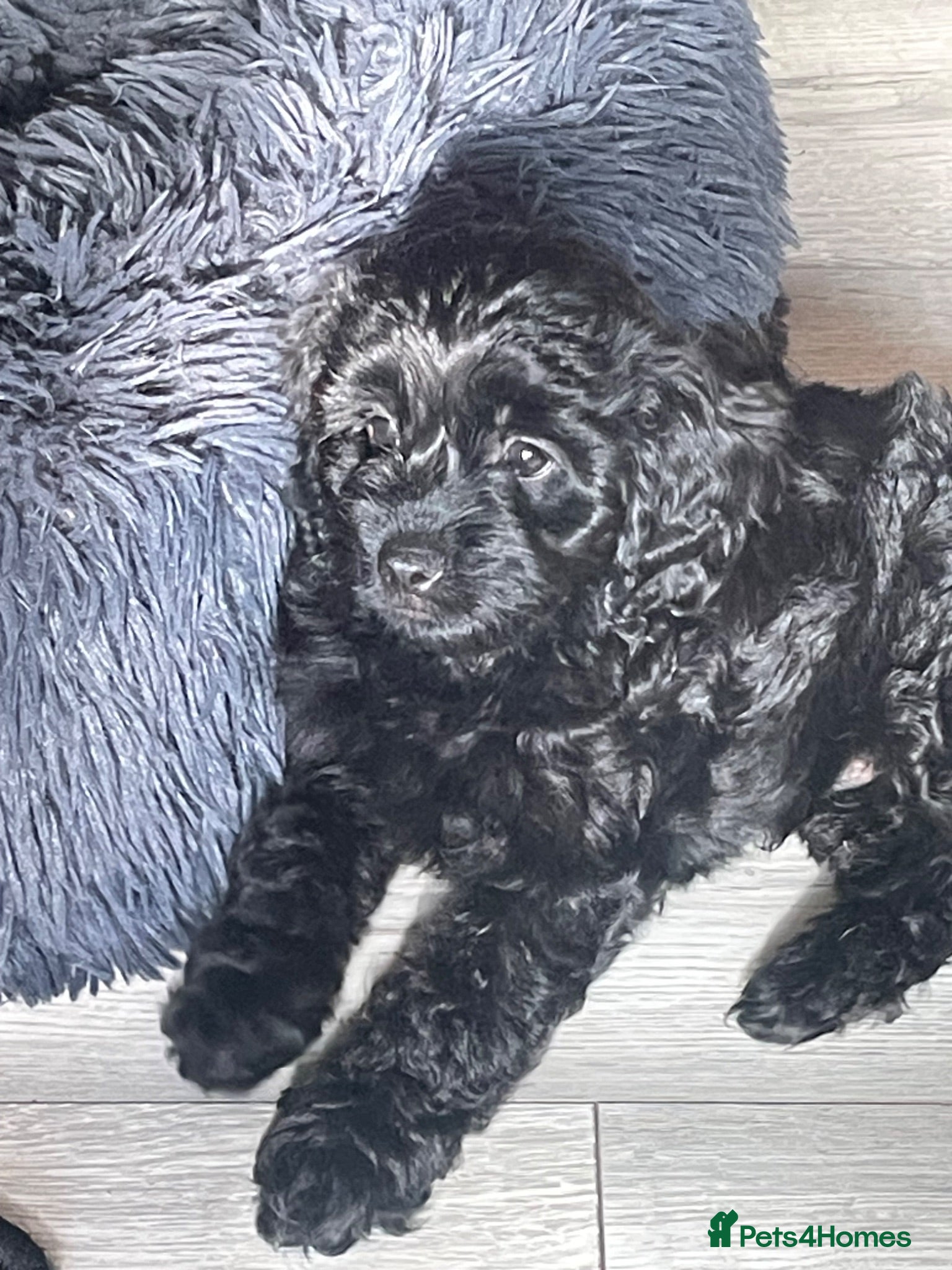 Cavapoo dogs Adorable F1 Cavapoo Puppies- Ready to leave - Advert 11