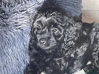 Cavapoo dogs Adorable F1 Cavapoo Puppies- Ready to leave - Advert 11