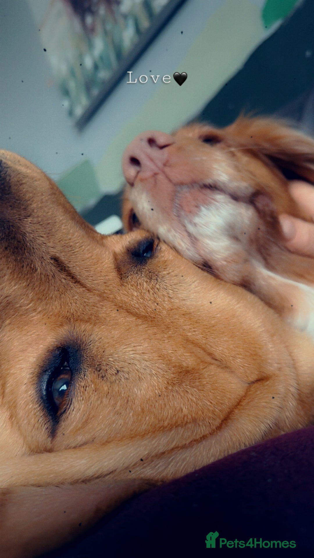 Labrador Retriever dogs for sale: Harvey KC registered  - Advert 14