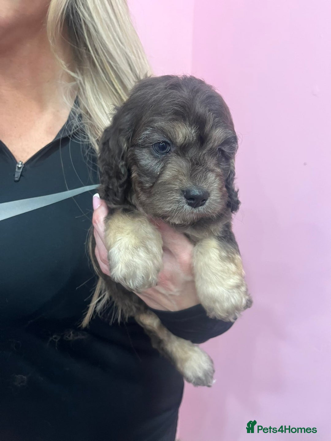 Cavapoo dogs for sale: Cavapoos f1 boys and girls  - Advert 7