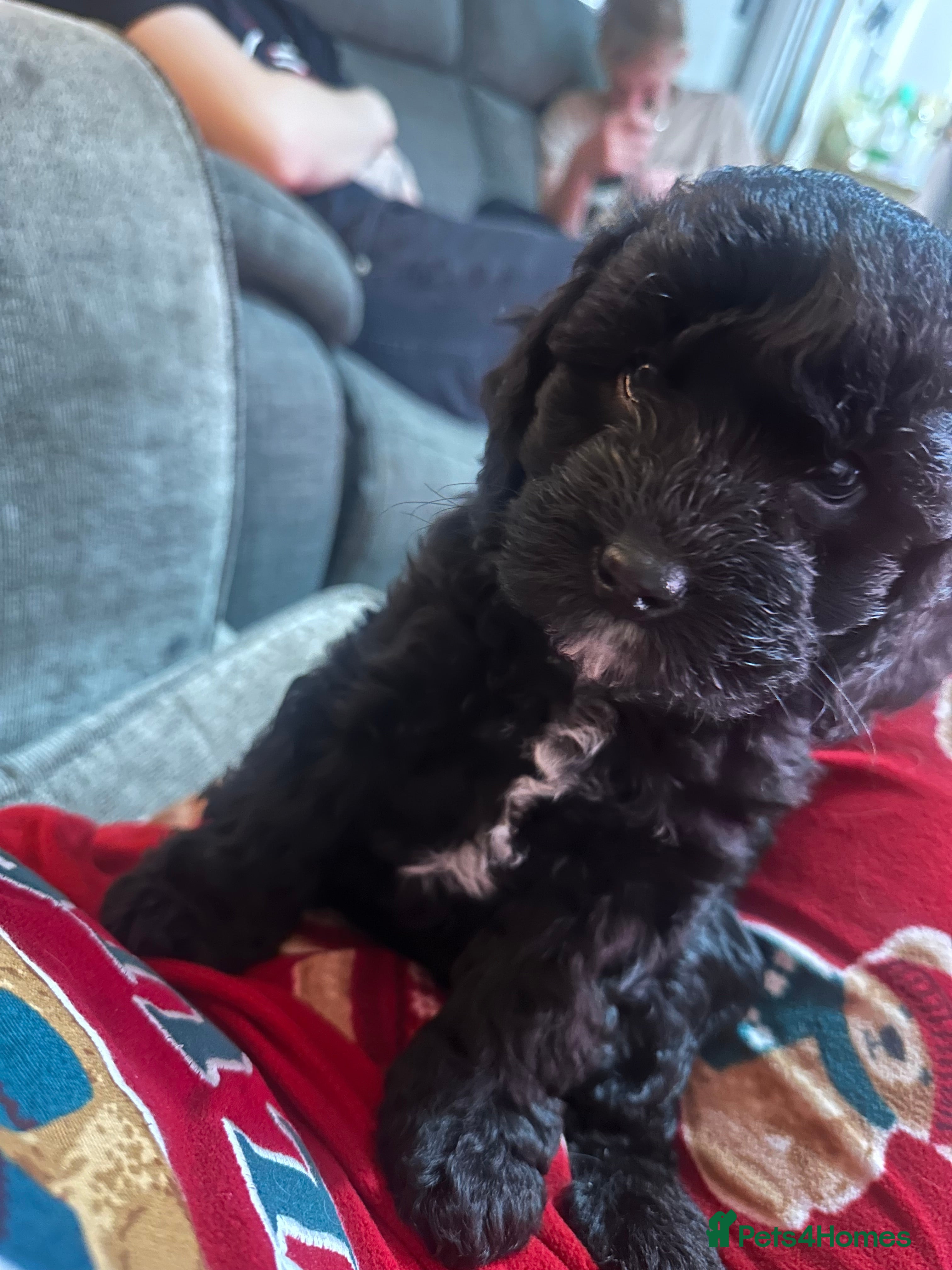 Mixed Breed dogs Beautiful Cocka/Cavapoo puppies.  - Advert 3