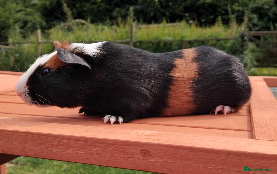 Guinea Pig rodents for sale: Chocolate Dalmation, Swiss, Tort, Baby Boars.. - Image 8