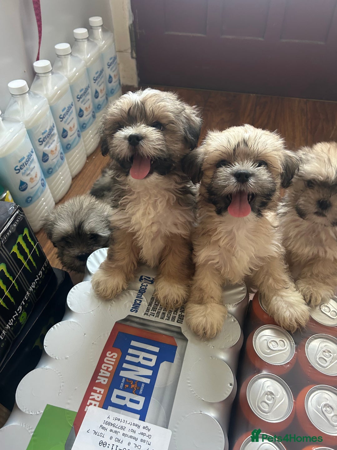 Lhasa Apso dogs for sale: Lhasa apso puppies  - Image 9