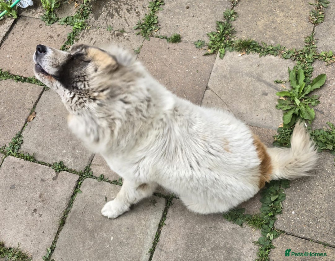 Akita dogs for sale: Akita (bubba)  - Image 3