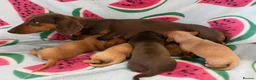 Miniature Dachshund dogs for sale: Kc Reg Smooth Haired Miniature Dachshunds  - Advert 4